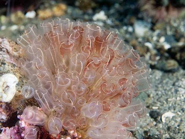  Có thể sinh sản vô tính như thực vật. Nhiều loài có khả năng nảy chồi để tạo thành các quần thể lớn, hình thành những “thuộc địa” dày đặc phủ kín bề mặt đá hoặc thân tàu. Ảnh: Pinterest.