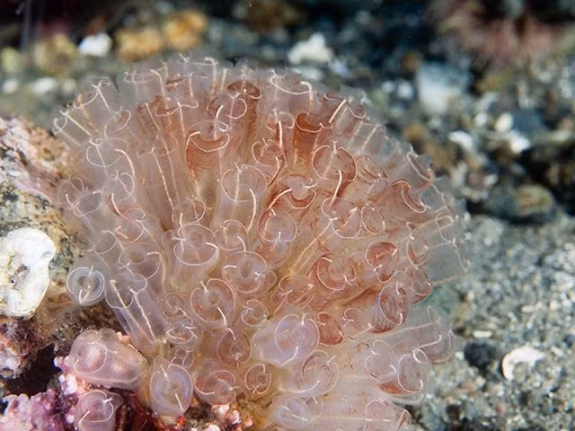  Có thể sinh sản vô tính như thực vật. Nhiều loài có khả năng nảy chồi để tạo thành các quần thể lớn, hình thành những “thuộc địa” dày đặc phủ kín bề mặt đá hoặc thân tàu. Ảnh: Pinterest.