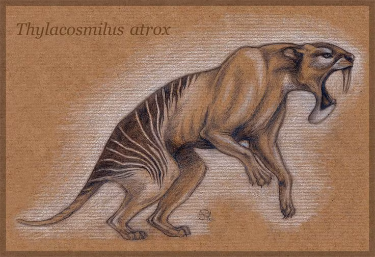  2. Răng nanh của chúng phát triển suốt đời. Không giống như răng nanh của hầu hết các loài thú ăn thịt, răng nanh dài hình dao găm của Thylacosmilus không ngừng mọc và không bao giờ dừng lại trong suốt cuộc đời. Ảnh: Pinterest.