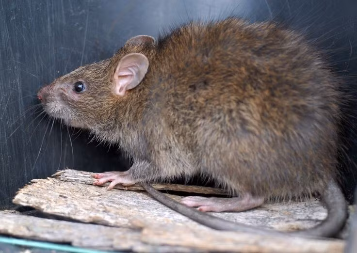  Có thể nhảy xa và leo giỏi. Chúng nhảy cao hơn 70 cm và leo tường, dây điện dễ dàng. Ảnh: Pinterest.