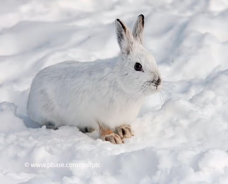  Thỏ ăn lại phân của chính mình. Hành vi này gọi là “cecotrophy”, giúp hấp thụ tối đa chất dinh dưỡng chưa tiêu hóa hết. Ảnh: Pinterest.
