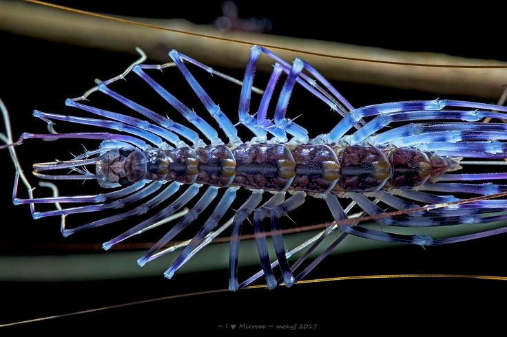  Số chân tăng dần theo tuổi chứ không cố định. Khi mới nở, Scutigera coleoptrata chỉ có vài cặp chân, sau mỗi lần lột xác lại mọc thêm, cho đến khi trưởng thành đạt khoảng 15 cặp chân. Ảnh: Pinterest.