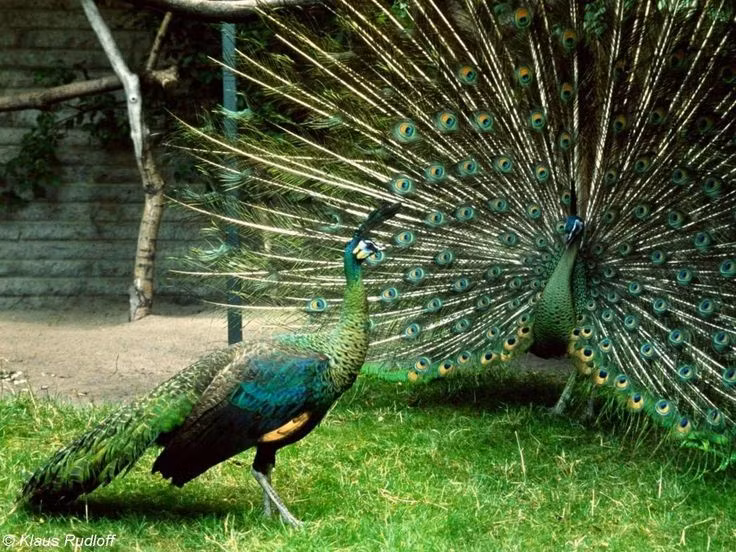  3. Đuôi dài và tập tính xòe đuôi để tán tỉnh. Công trống có thể xòe đuôi dài lộng lẫy với các hoa văn “mắt công” để thu hút bạn tình – một trong những hành vi tán tỉnh ấn tượng nhất trong thế giới động vật. Ảnh: Pinterest.