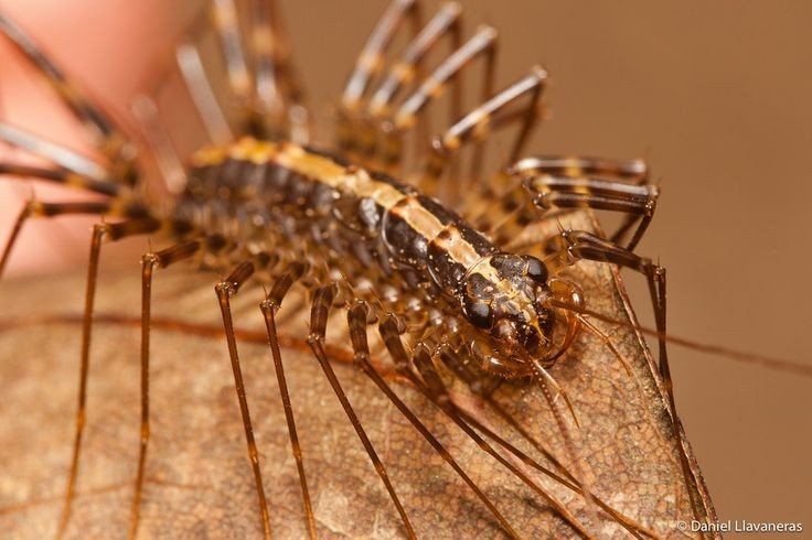  Rết nhà Địa Trung Hải không phải côn trùng mà thuộc lớp nhiều chân. Chúng là loài rết thuộc lớp Chilopoda, khác hoàn toàn với côn trùng ở cấu trúc cơ thể, đặc biệt là số lượng chân nhiều và phân đốt rõ rệt. Ảnh: Pinterest.