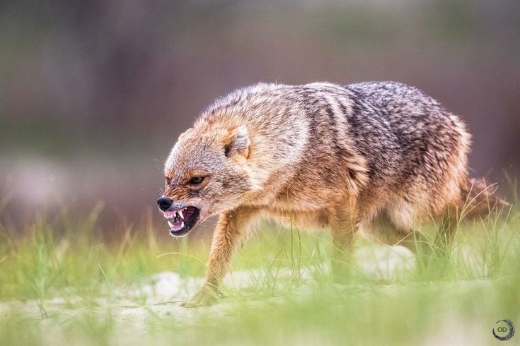  5. Thường sinh sống ở vùng rừng thưa, đồng cỏ và ven làng mạc. Khả năng thích nghi cao giúp chúng tồn tại ở cả rừng ngập mặn, vùng núi thấp, thảo nguyên và thậm chí gần khu dân cư mà vẫn tránh được con người. Ảnh: Pinterest.