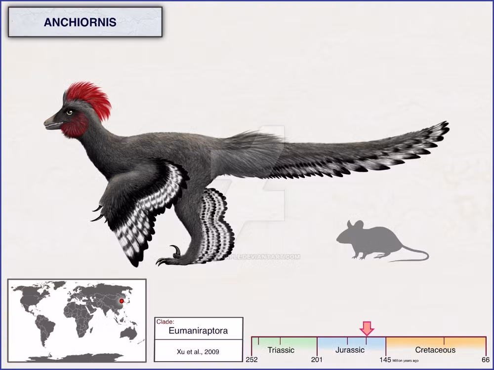  Anchiornis và mối liên hệ với chim. Anchiornis thậm chí còn nhỏ hơn, kích thước gần bằng quạ, sở hữu bộ lông phát triển, làm mờ ranh giới giữa khủng long và chim nguyên thủy. Ảnh: Pinterest.