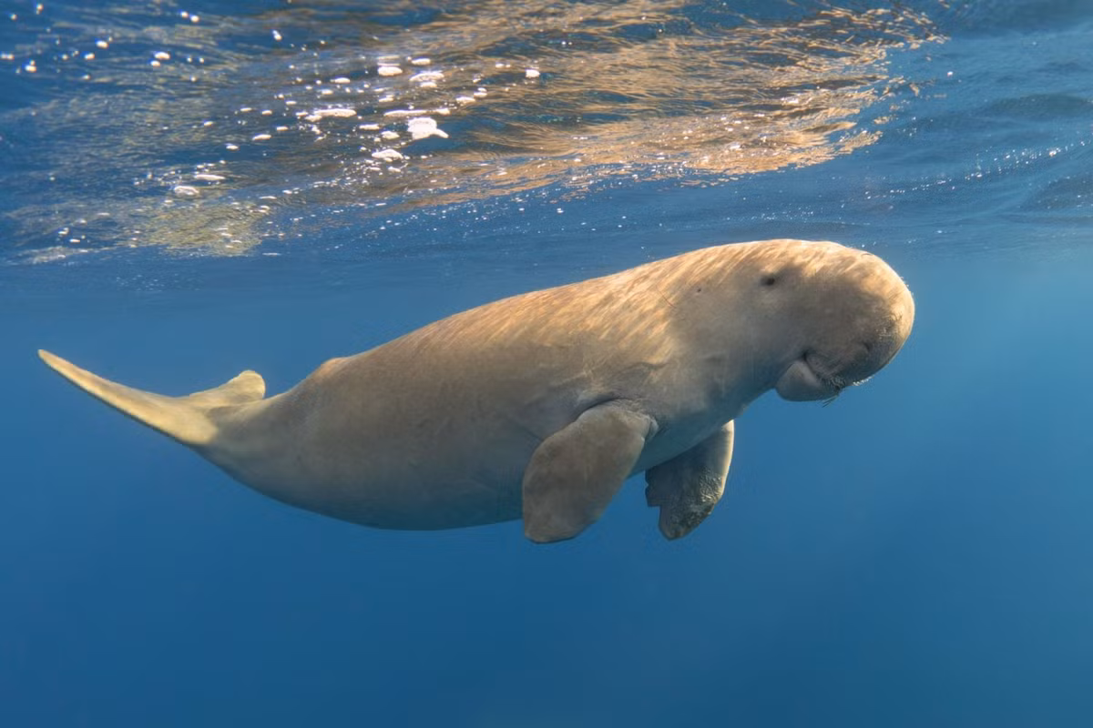  Là “thiên đường” của bò biển dugong. Vịnh Cá Mập sở hữu một trong những quần thể dugong lớn nhất thế giới nhờ hệ thống thảm cỏ biển phong phú, nguồn thức ăn chính của loài thú biển hiền lành này. Ảnh: whalesharkdive.com.