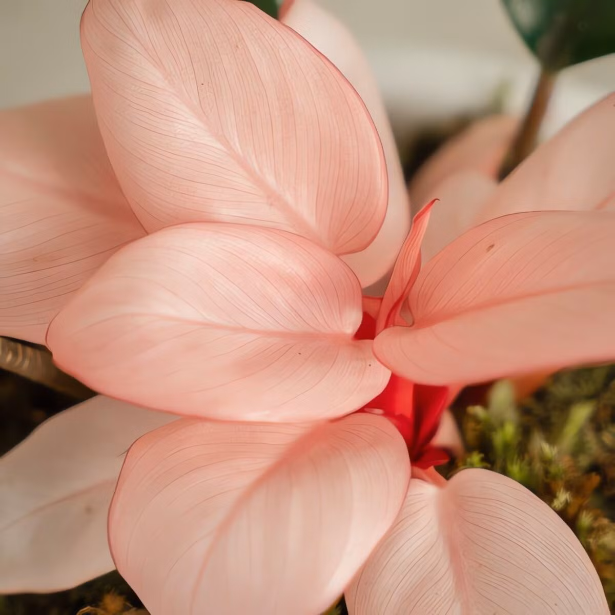 Mỗi chiếc lá to, dày, có mảng hồng loang ngẫu nhiên, tạo cảm giác mềm mại, tươi mới và độc đáo – không cây nào giống cây nào.