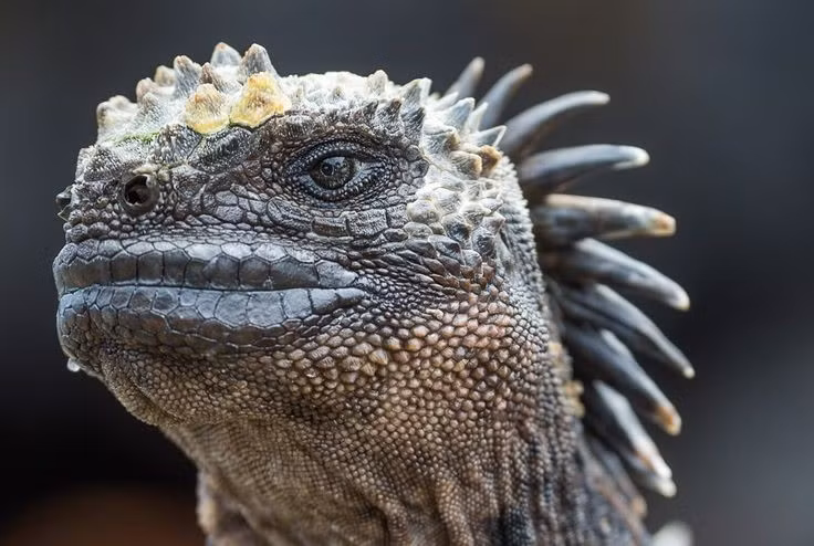  Giải quyết muối thừa bằng tuyến đặc biệt. Chúng có tuyến tiết muối ở mũi, thường xuyên hắt hơi để loại bỏ muối dư thừa hấp thụ từ nước biển. Ảnh: Pinterest.