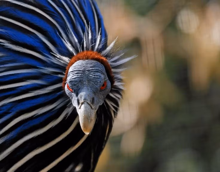  Cái tên gợi liên tưởng đến kền kền. Tên khoa học “vulturinum” xuất phát từ tiếng Latin “vultur” nghĩa là kền kền, do chiếc cổ dài, trụi lông và đầu nhỏ khiến chúng trông giống loài chim ăn xác. Tuy nhiên, chúng hoàn toàn không phải họ hàng gần với kền kền mà thuộc họ gà sao. Ảnh: Pinterest.