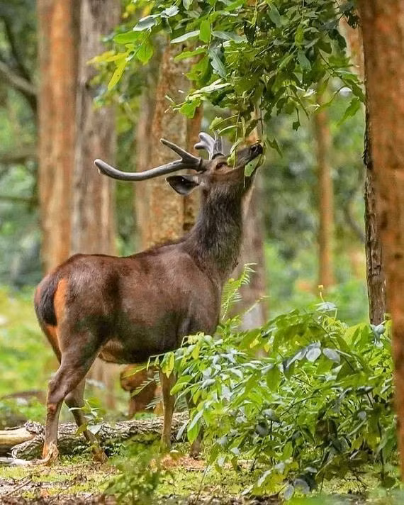  6. Ăn đa dạng các loại thực vật. Nai ăn lá, cành non, quả, cỏ và thậm chí cả vỏ cây, giúp chúng thích nghi với nhiều môi trường sống khác nhau từ rừng khô, rừng rậm đến vùng đồi núi. Ảnh: Pinterest.