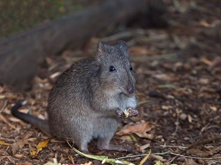  Đóng vai trò quan trọng trong hệ sinh thái rừng. Nhờ đào bới tìm nấm, potoroo giúp tơi đất, tăng khả năng thấm nước và tái tạo dinh dưỡng cho đất rừng, tương tự “kỹ sư hệ sinh thái” tí hon. Ảnh: Pinterest.