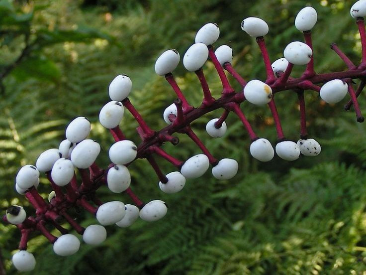  Thích nghi tốt với bóng râm. Cây mắt búp bê phát triển mạnh dưới tán rừng rậm, nơi ánh sáng yếu. Lá kép lớn giúp tăng diện tích quang hợp trong điều kiện thiếu sáng, một lợi thế quan trọng trong môi trường rừng rậm. Ảnh: Pinterest.