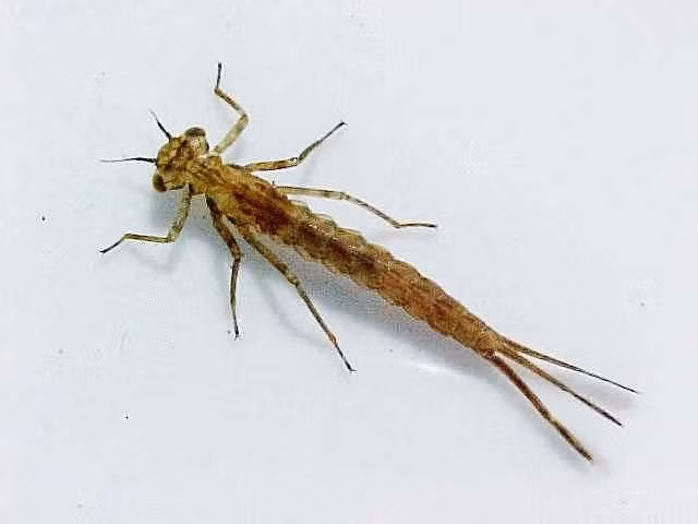  Ấu trùng sống hoàn toàn dưới nước. Giống các loài chuồn chuồn khác, chuồn chuồn kim trải qua giai đoạn ấu trùng dưới nước trước khi trưởng thành. Ấu trùng của chúng là những kẻ săn mồi nhỏ, ăn các sinh vật thủy sinh như ấu trùng côn trùng, giáp xác nhỏ và đôi khi cả nòng nọc. Ảnh: Pinterest.