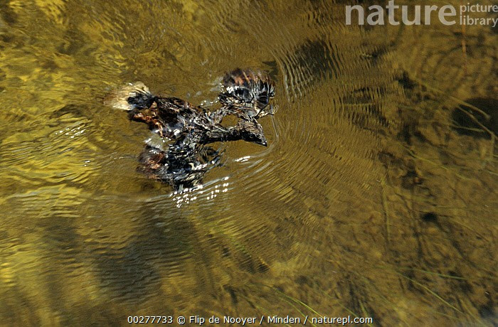  Chim lớn bay kém, chim non bơi giỏi. Chim trưởng thành bay nặng nề trên quãng ngắn và không bơi được. Ngược lại, chim non khi rơi xuống nước có thể bơi khá thành thạo trước khi leo trở lại tổ bằng móng cánh. Ảnh: infradoxxs.com.