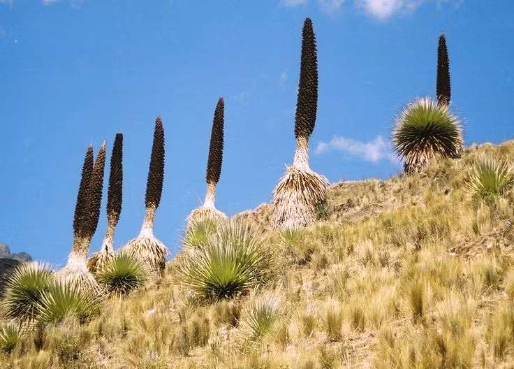  Loài dứa lớn nhất thế giới. Dứa nữ hoàng Andes được xem là loài dứa lớn nhất thế giới. Cây trưởng thành có thể cao tới 10–15 mét khi ra hoa, vượt xa kích thước của nhiều loài cùng họ Dứa (Bromeliaceae). Ảnh: Pinterest.