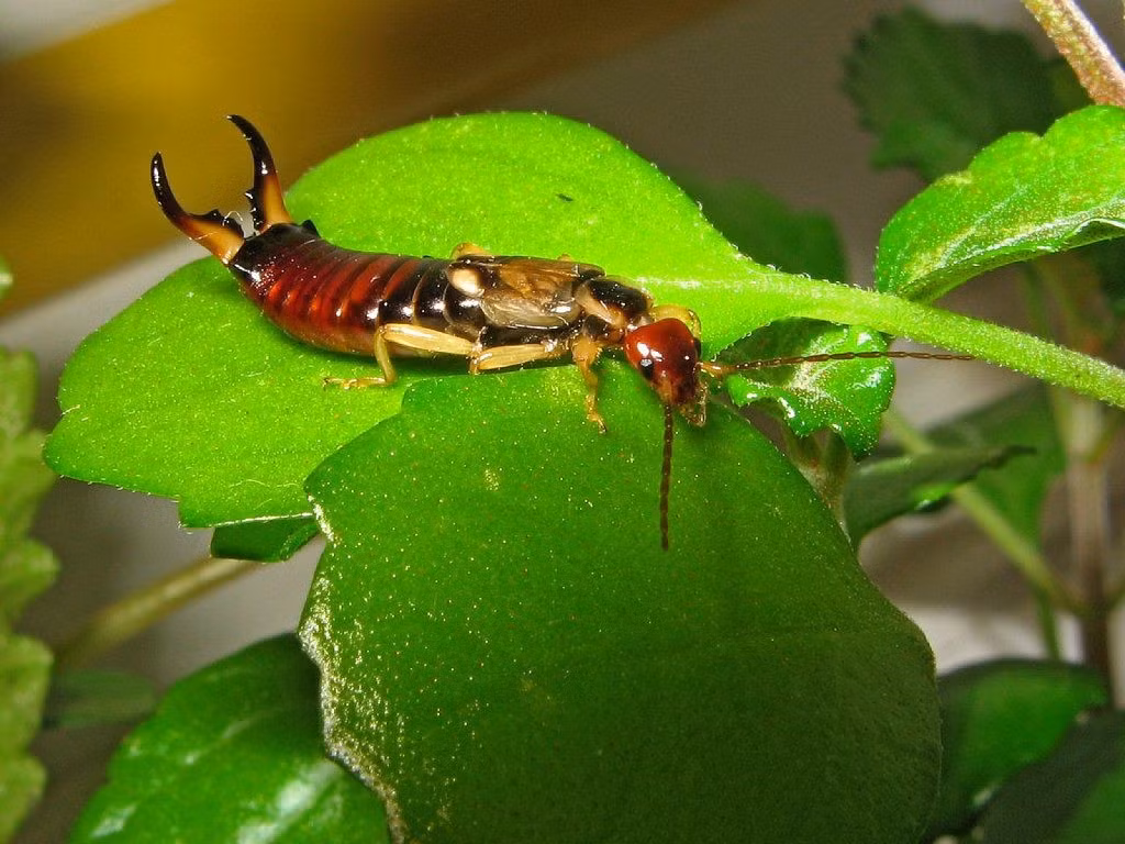  Chế độ ăn của chúng rất đa dạng. Bọ xâu tai là loài ăn tạp: chúng có thể ăn lá cây, hoa, trái cây, xác động vật nhỏ và cả những côn trùng khác. Nhờ vậy, trong nhiều trường hợp chúng có thể đóng vai trò kiểm soát sâu hại trong vườn. Tuy nhiên, nếu số lượng lớn, chúng cũng có thể gây hại cho cây trồng. Ảnh: Pinterest.