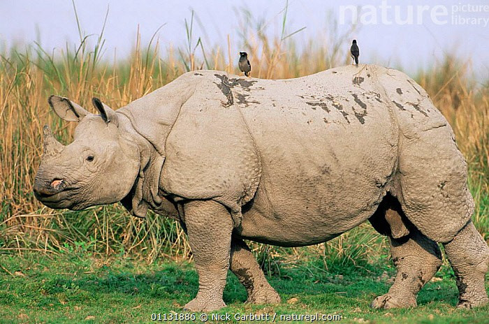  Là câu chuyện thành công của bảo tồn. Nhờ các chương trình bảo vệ nghiêm ngặt tại vườn quốc gia Kaziranga và Chitwan, quần thể tê giác một sừng đã phục hồi lên hơn 3.000 cá thể, trở thành biểu tượng hy vọng cho bảo tồn động vật hoang dã. Ảnh: infradoxxs.com.
