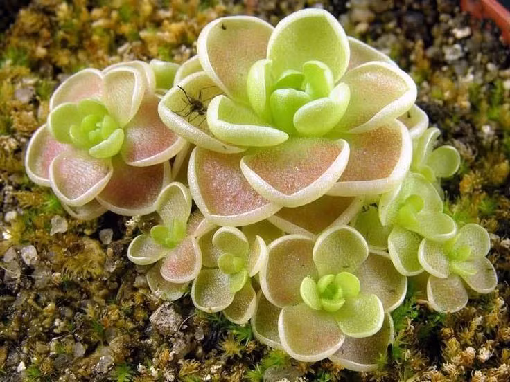  Sống ở môi trường nghèo dinh dưỡng. Bẫy mỡ thường mọc ở đất ẩm, đá vôi hoặc vùng rêu ướt, nơi nghèo nitơ và khoáng chất, nên buộc phải ăn thịt để sinh tồn. Ảnh: Pinterest.