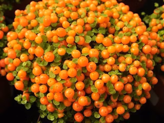  Thường được trồng làm cây cảnh để bàn. Kích thước nhỏ gọn giúp Nertera granadensis trở thành lựa chọn phổ biến cho bàn làm việc, kệ sách hay quán cà phê. Ảnh: Pinterest.