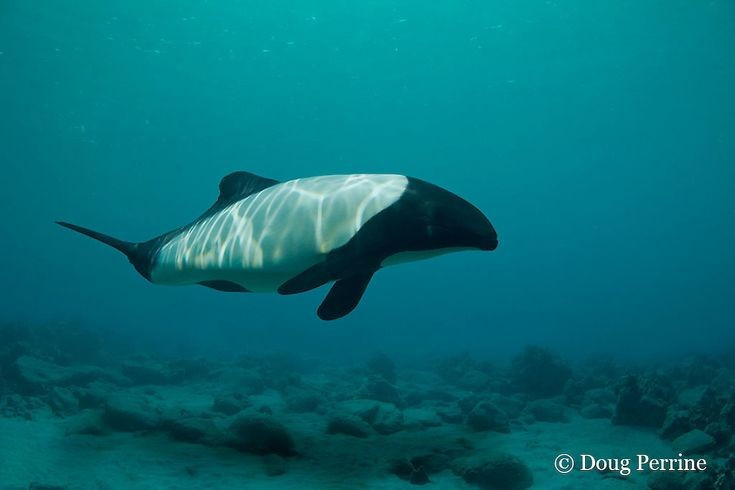  Thức ăn chủ yếu của chúng là cá nhỏ và động vật không xương sống. Chế độ ăn bao gồm cá trích, mực, giáp xác và sinh vật đáy, phản ánh vai trò quan trọng của chúng trong cân bằng sinh thái ven biển lạnh. Ảnh: Pinterest.