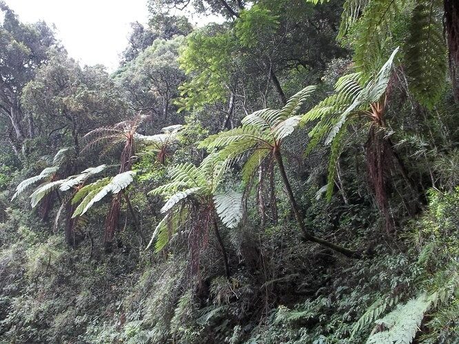  Thực vật phong phú và cổ xưa. Anamudi Shola sở hữu nhiều loài cây thuốc, dương xỉ và thực vật có hoa quý hiếm, một số được cho là tàn dư của thảm thực vật cổ đại hàng triệu năm trước. Ảnh: cloudfront.net.