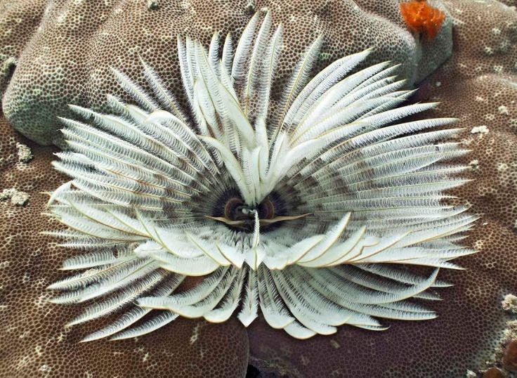  Thuộc nhóm giun nhiều tơ sống trong ống. Loài giun này thuộc lớp Polychaeta, tự tiết chất nhầy và kết hợp với cát, mảnh vụn để tạo thành ống cư trú cố định dưới đáy biển, chỉ thò phần “hoa” ra ngoài để kiếm ăn và hô hấp. Ảnh: Pinterest.