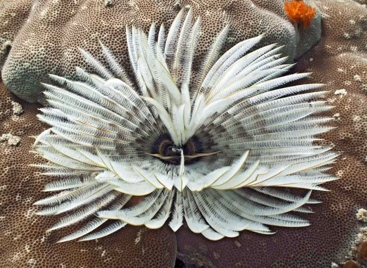  Thuộc nhóm giun nhiều tơ sống trong ống. Loài giun này thuộc lớp Polychaeta, tự tiết chất nhầy và kết hợp với cát, mảnh vụn để tạo thành ống cư trú cố định dưới đáy biển, chỉ thò phần “hoa” ra ngoài để kiếm ăn và hô hấp. Ảnh: Pinterest.