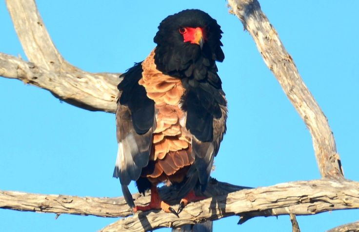  Đang chịu sức ép từ con người. Mặc dù chưa thuộc nhóm nguy cấp toàn cầu, diều mặt đỏ đang suy giảm cục bộ do mất môi trường sống, đầu độc gián tiếp và xung đột với hoạt động chăn nuôi của con người. Ảnh: Pinterest.