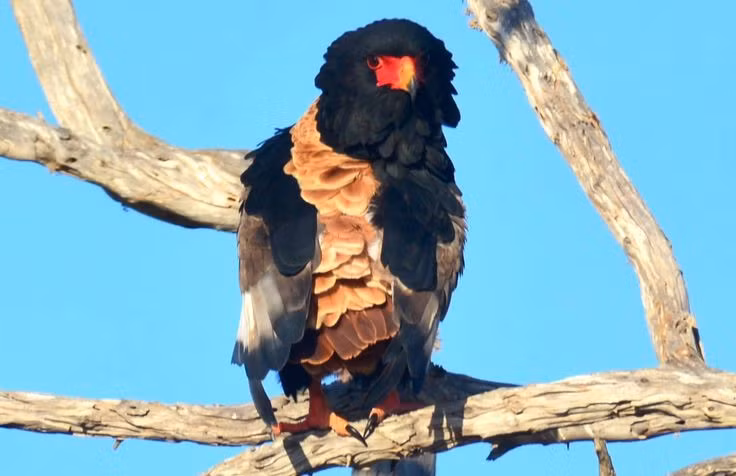  Đang chịu sức ép từ con người. Mặc dù chưa thuộc nhóm nguy cấp toàn cầu, diều mặt đỏ đang suy giảm cục bộ do mất môi trường sống, đầu độc gián tiếp và xung đột với hoạt động chăn nuôi của con người. Ảnh: Pinterest.