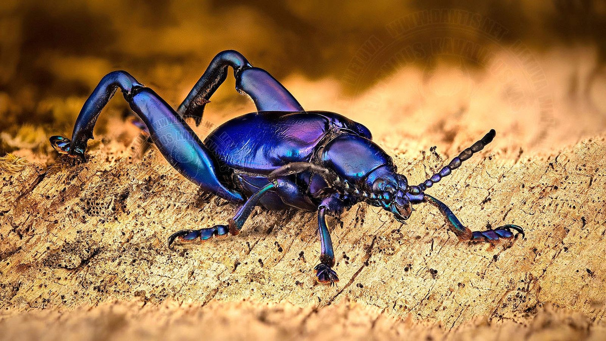  Con đực và con cái khác biệt rõ rệt. Ở loài này, con đực thường có chân sau to và dài hơn nhiều so với con cái, được cho là phục vụ cho việc tranh giành bạn tình và bảo vệ lãnh thổ. Ảnh: Pinterest.