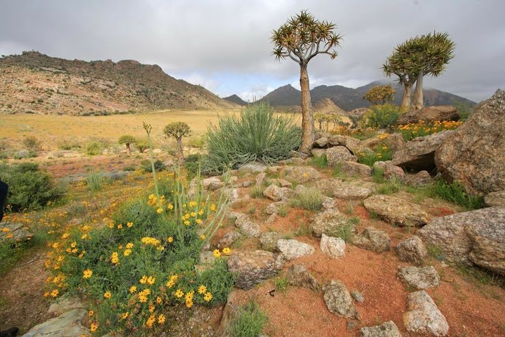  Nơi sinh sống của nhiều loài cây có hoa đặc sắc. Vùng Thực vật Cape là quê hương của protea, loài hoa quốc gia Nam Phi, cùng hàng trăm loài hoa rực rỡ có hình dáng và màu sắc độc đáo. Ảnh: Pinterest.