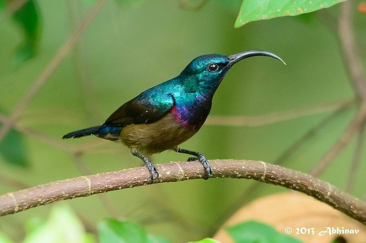  Không chỉ ăn mật hoa. Ngoài mật, chim hút mật còn bắt côn trùng nhỏ và nhện để bổ sung protein, đặc biệt quan trọng trong mùa sinh sản và nuôi con non. Ảnh: Pinterest.