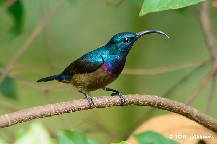  Không chỉ ăn mật hoa. Ngoài mật, chim hút mật còn bắt côn trùng nhỏ và nhện để bổ sung protein, đặc biệt quan trọng trong mùa sinh sản và nuôi con non. Ảnh: Pinterest.