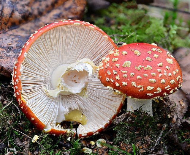  Tên gọi xuất phát từ việc diệt ruồi. Người xưa nghiền nấm hòa với sữa để thu hút và giết ruồi. Ảnh: Pinterest.