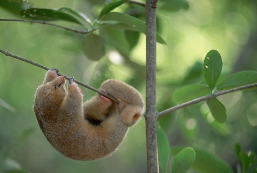  Thị lực kém nhưng khứu giác nhạy. Mắt của Cyclopes didactylus khá nhỏ, thị lực hạn chế, nhưng khứu giác lại phát triển mạnh, cho phép chúng phát hiện tổ côn trùng ẩn sâu trong vỏ cây hoặc lá mục. Ảnh: Pinterest.