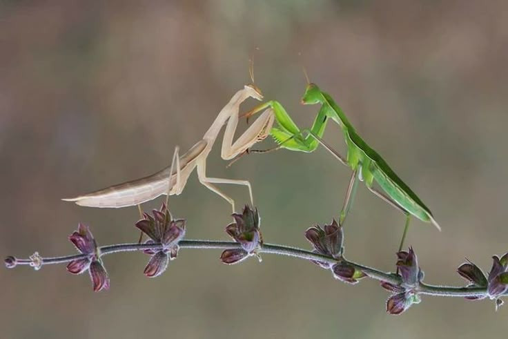  Ăn thịt cả đồng loại khi cần thiết. Một số loài bọ ngựa có hành vi ăn thịt đồng loại, đặc biệt là trong mùa sinh sản. Con cái đôi khi ăn con đực sau hoặc thậm chí trong khi giao phối, nhằm bổ sung dinh dưỡng cho quá trình tạo trứng. Ảnh: Pinterest.