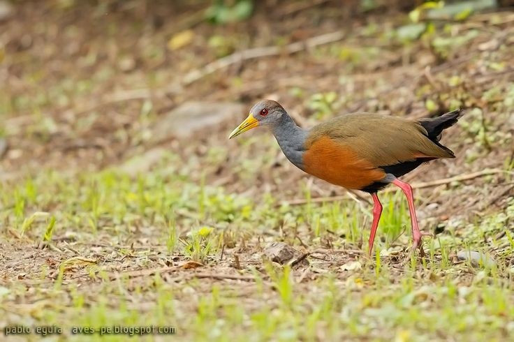  Chúng có tiếng kêu rất đa dạng. Dù thường ẩn mình, gà nước lại khá “ồn ào” với nhiều loại âm thanh như rít, kêu cộc cộc hoặc hú vang trong đầm lầy. Những tiếng kêu này giúp chúng liên lạc với bạn tình, cảnh báo lãnh thổ hoặc giữ liên lạc trong môi trường lau sậy dày đặc. Ảnh: Pinterest.