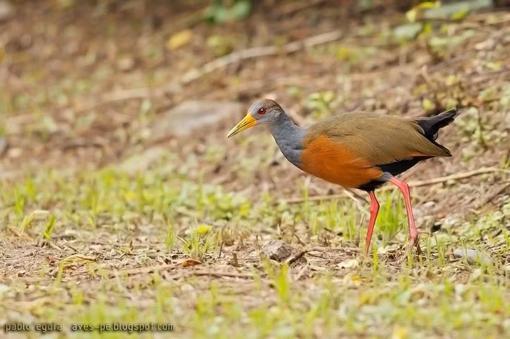  Chúng có tiếng kêu rất đa dạng. Dù thường ẩn mình, gà nước lại khá “ồn ào” với nhiều loại âm thanh như rít, kêu cộc cộc hoặc hú vang trong đầm lầy. Những tiếng kêu này giúp chúng liên lạc với bạn tình, cảnh báo lãnh thổ hoặc giữ liên lạc trong môi trường lau sậy dày đặc. Ảnh: Pinterest.