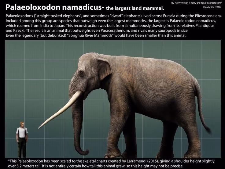  Bị tuyệt chủng do biến đổi khí hậu và con người. Sự thay đổi môi trường sau Kỷ Băng Hà cùng áp lực săn bắn khiến chúng biến mất hoàn toàn. Ảnh: Pinterest.