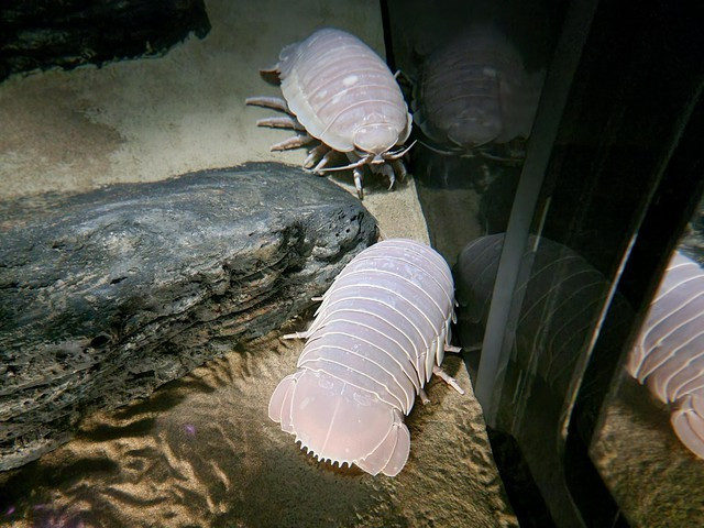 View - Loài vật siêu hiếm lần đầu lộ diện tại Việt Nam, thế giới chấn động | Báo Tri thức và Cuộc sống - TIN TỨC PHỔ BIẾN KIẾN THỨC 24H