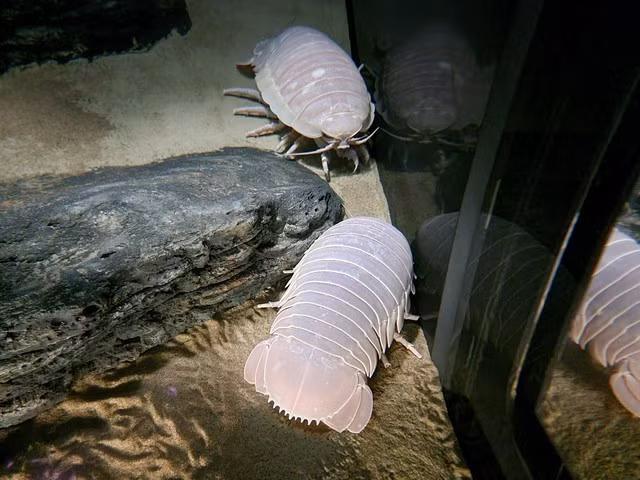 Loài vật này sống ở độ sâu hàng trăm mét dưới đáy biển Đông, nơi thiếu ánh sáng, nhiệt độ lạnh và áp suất cực cao. (Ảnh: BBC)