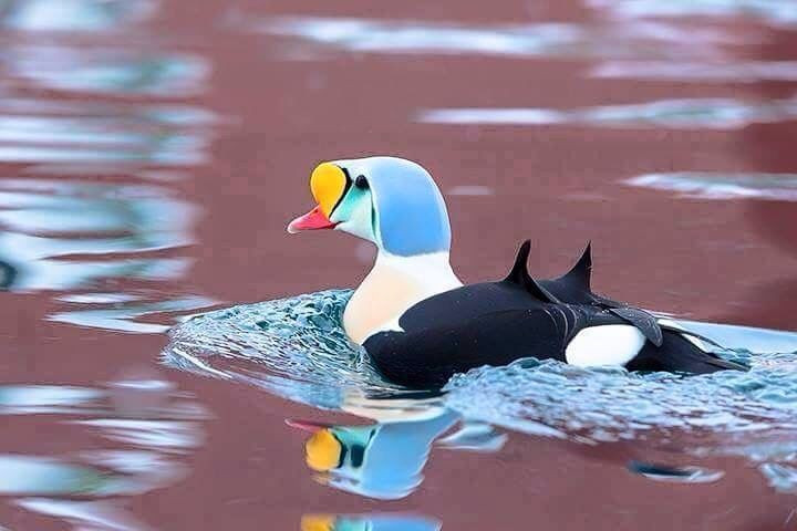  Là thợ lặn cừ khôi dưới nước sâu. Vịt nhung có thể lặn tới hơn 20 mét để tìm động vật thân mềm dưới đáy. Ảnh: Pinterest.