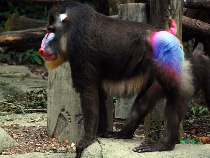  Màu sắc phản ánh thứ bậc xã hội. Ở khỉ mặt chó, màu sắc trên mặt và mông càng tươi thì cá thể càng khỏe mạnh và có vị thế cao trong đàn, đóng vai trò quan trọng trong lựa chọn bạn tình. Ảnh: Pinterest.