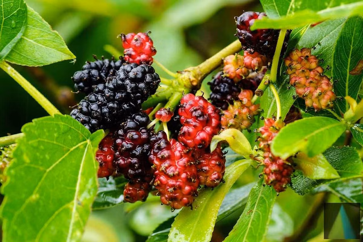  Biểu tượng văn hóa trong thơ ca và ký ức làng quê. Hình ảnh hàng dâu ven bãi sông, con đường làng hay bờ ruộng đã đi vào thơ ca, ca dao Việt Nam như biểu trưng cho sự cần cù, bền bỉ và đời sống nông nghiệp truyền thống. Ảnh: sdborganics.de.