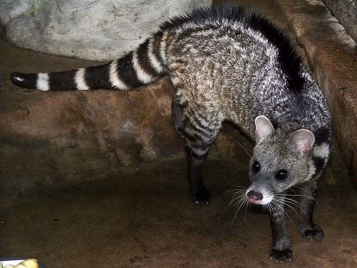  2. Chúng có bộ lông xám hoa văn đặc trưng dễ nhận biết. Cầy giông có màu lông xám bạc với các vệt đen chạy dọc sống lưng và bốn chân đen, tạo nên hình dáng dễ phân biệt với các loài cầy khác. Ảnh: Pinterest.