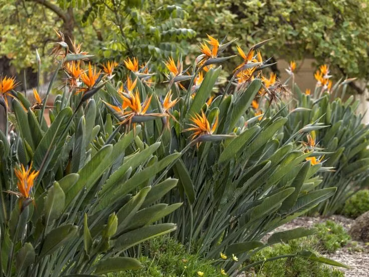  Là cây cảnh cao cấp trong thiết kế cảnh quan. Với dáng lá lớn, xanh đậm và hoa nổi bật, Strelitzia reginae thường được trồng tại khu nghỉ dưỡng, khách sạn và công trình cao cấp. Cây mang lại cảm giác sang trọng, nhiệt đới và hiện đại. Ảnh: Pinterest.