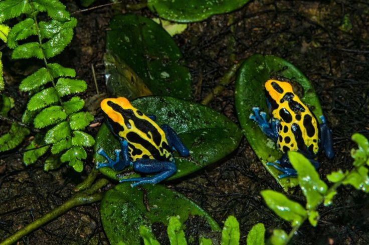  Có tập tính chăm sóc con non hiếm gặp. Ếch bố hoặc mẹ mang nòng nọc trên lưng, đưa đến các hốc nước nhỏ trên cây để phát triển an toàn. Ảnh: Pinterest.