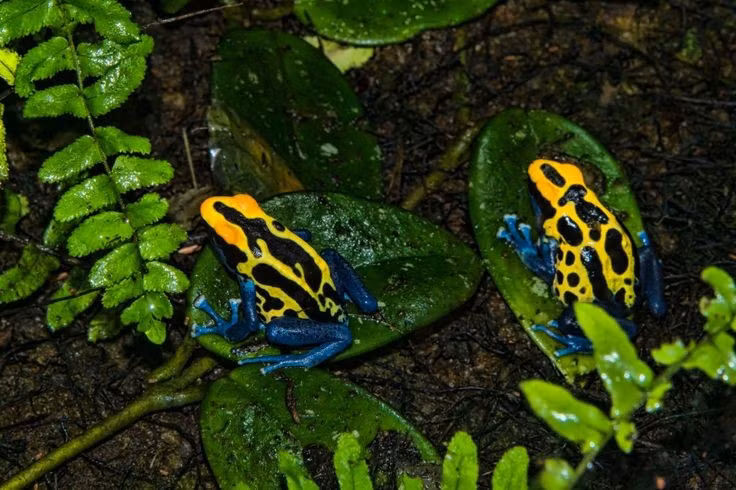  Có tập tính chăm sóc con non hiếm gặp. Ếch bố hoặc mẹ mang nòng nọc trên lưng, đưa đến các hốc nước nhỏ trên cây để phát triển an toàn. Ảnh: Pinterest.