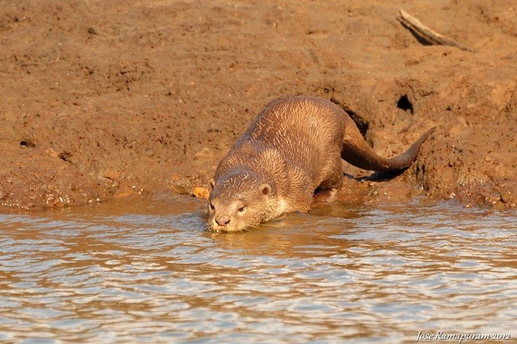  7. Là chỉ số sinh thái quan trọng của vùng nước ngọt. Sự hiện diện của loài này cho thấy môi trường còn nguyên sơ, vì chúng rất nhạy cảm với ô nhiễm và suy giảm nguồn nước. Ảnh: Pinterest.